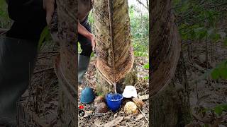 The one rubber tree Tapping shorts rheonerubbertreetapping rubberwood rubbertapping [upl. by Arreyt244]