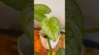 Philodendron Mamei Silver Cloud Unfurled Leaf  New Growth  Tropical Rare Common Indoor Houseplants [upl. by Johnna]