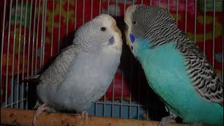 Budgies courting and mating [upl. by Forelli]