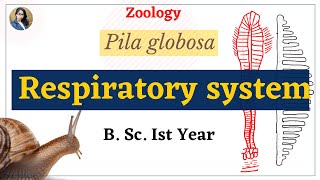 Respiratory system of Pila globosa  B Sc Ist year  Zoology [upl. by Tam]