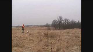 Pheasants Forever Hunting Trip with Two Great Dogs [upl. by Mathian479]