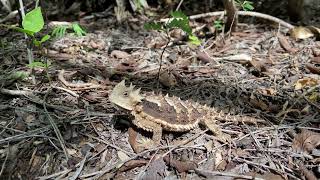 Giant Horned Lizard Phrynosoma asio in natural habitat [upl. by Lydell]