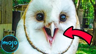 Top 10 Creepiest Real Life Animal Sounds [upl. by Colson]