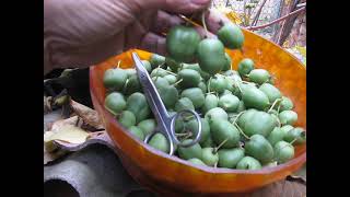 АКТІНІДІЯ ТІШИТЬ ЯГОДАМИ КОЖНОГО РОКУ ACTINIDIA DELIGHTS WITH BERRIES EVERY YEAR [upl. by Rora]