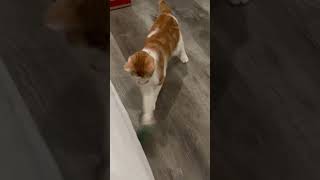 My kitty playing and enjoying viralvideo funnyanimal mykitty funnypet catlover ytshorts [upl. by Elvie]