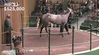 Acting Out sells for 600000 at the 2022 April Horses of Racing Age Sale [upl. by Audrie767]