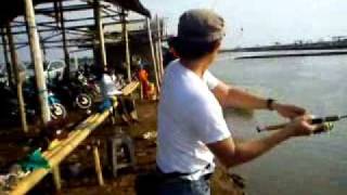 Mancing Bandeng Kapuk Muara Kamal Cengkareng [upl. by Llehcim]