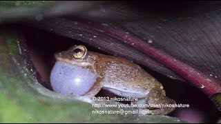 Surrounded by hundreds of coqui frogs  24 minutes [upl. by Nnahteb]