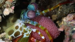 Mantis Shrimp with Eggs and Eye Closeup [upl. by Latea]