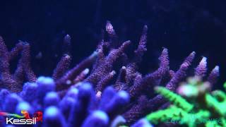 Akwarium w Coralhouse pod ledami Kessil A360WE [upl. by Birkner]