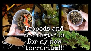 ISOPODS AND SPRINGTAILS FOR MY NEW TERRARIUM isopods springtails terrarium [upl. by Ameerak]