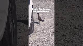 Greater Roadrunner Bird HuntsLizard roadrunner birdless fyp shortsyoutube shortvideo [upl. by Dasteel]