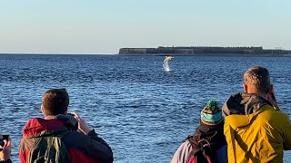 Dolphins at Chanonry Point  Fortrose  Scotland [upl. by Ahseek]