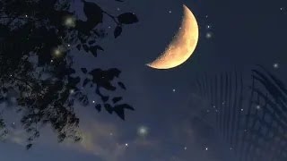 Forest sounds for relaxation  magical night atmosphere fireflies frogs crickets [upl. by Lindley]