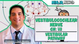 Neurology  Vestibulocochlear Nerve  Cranial Nerve VIII Vestibular Pathway [upl. by Ewnihc]