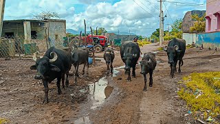 BuffaloVideo day59 iam Unlocked Going to Eating gangama temple Shobhamma [upl. by Stanislaw]