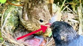 Review The Mother And Father Birds Regurgitate Her Food to Feed Hungry Little Chicks [upl. by Linzer]