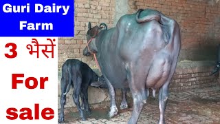 3 भैसें जायज कीमत की बिक्री के लिए उपलब्ध  Guri Dairy Farm 7404043600 [upl. by Rihat]