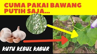 Membuat Pestisida dari Bawang Putih Murah Meriah Alami dan Ampuh untuk Kutu Kebul [upl. by Ona]