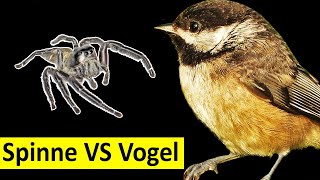 Springspinne attackiert Vogel Wer gewinnt [upl. by Wilkison450]