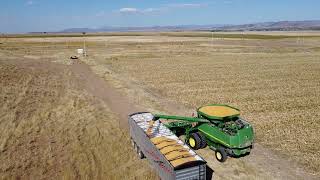 Threshing Corn [upl. by Waddle]