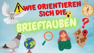 🕊️ Wie orientieren sich Brieftauben [upl. by Eiramnerual533]