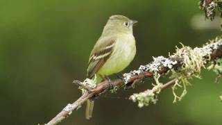 Yellowbellied Flycatcher [upl. by Arette]