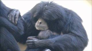 one week old Siamang baby and family BurgersZoo [upl. by Eelrebmik]