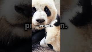 Tiny Baby Pandas From Butter Stick to Bamboo Muncher babyanimal animals funnyanimals funnyvideo [upl. by Atiuqcir]