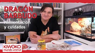 Alimentación Pogona y sus cuidados 【Dragón Barbudo🐉 】 [upl. by Ojahtnamas]