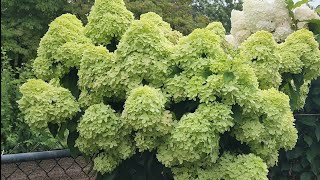 Garden Tour Of The Full Blooms Of The Panicle Hydrangeas [upl. by Parris143]