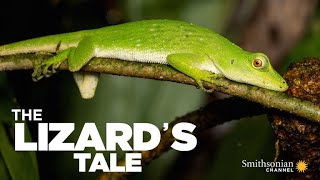 The Lizards Tale 101 Meet the Anoles [upl. by Kutzenco103]