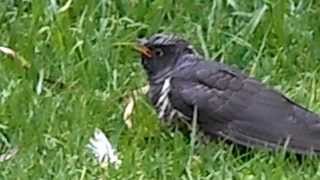 Cape Wagtail feeding CUCKOO chick [upl. by Isabelle]