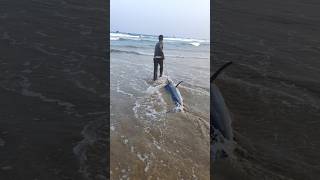 70 కేజీలు కొన్నం చేప కుల్లిపోయింది😭fishing seafood fishdelivery livefishes pudimadakabeach [upl. by Ricardama]