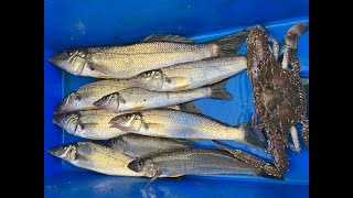 NERANG RIVER WHITING FISHING 1ST SEPTEMBER 2023 [upl. by Dragone730]