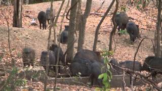 Collared PeccaryPiglike But Not A Pig [upl. by Anesor]