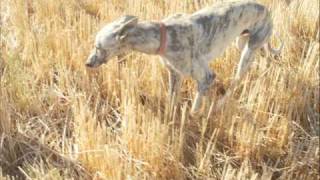 VIDEO DE GALGOS CORRIENDO LIEBRES [upl. by Berthoud]