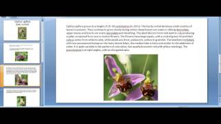 what about Ophrys apifera flower [upl. by Eralc]