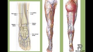 Irrigación venosa de miembro inferior MMII [upl. by Neehar]