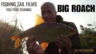 BIG ROACH Makes My DAY homersfieldlake7070 roachfishing bigroach suffolkcounty fishing [upl. by Ojyma]