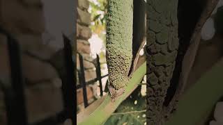 Monstera deliciosa in my garden rishikesh gardening monstera deliciosa nature gardentour [upl. by Yelyab]