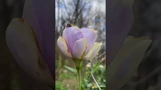 A Lisianthus in November lisianthus lisianthusflowers november garden flowergarden purple [upl. by Eiznil]