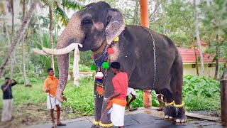 Kerala Elephant  Parimanam Vishnu  പരിമണം വിഷ്ണു കൊല്ലം [upl. by Ovida494]