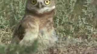 The Burrowing Owl 60 seconds [upl. by Tully]