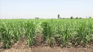 Importance of Ratooning in Sugarcane Farming [upl. by Enwad]