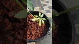 Umbrella plant propagated by cutting result  Schefflera actinophylla plant [upl. by Assenay]