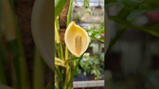 Monstera obliqua in Blüte zimmerpflanzen [upl. by Zulaledairam]