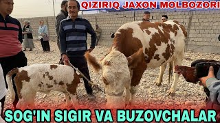 SOGIN SIGIRLAR GUNAJINLAR BUZOVCHALAR NARXLARI QIZIRIQ JAXON MOLBOZORI [upl. by Icats]