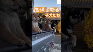 トラック警備隊⁉️可愛すぎる柴犬の子犬たち🫶 柴犬 子犬 かわいい 犬のいる暮らし 癒し [upl. by Nnylyaj]