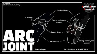 RALIROS Anthropomorphic Rolling Contact joint with Kinematically Variable Torsional Stiffness [upl. by Yrhcaz]